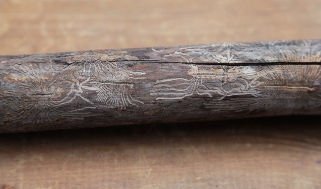 Hieroglyphics | worm tracings on a tree branch | wish I could read them.