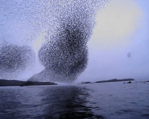 Murmuration - awe-inspiring natural phenomena - video on Vimeo 