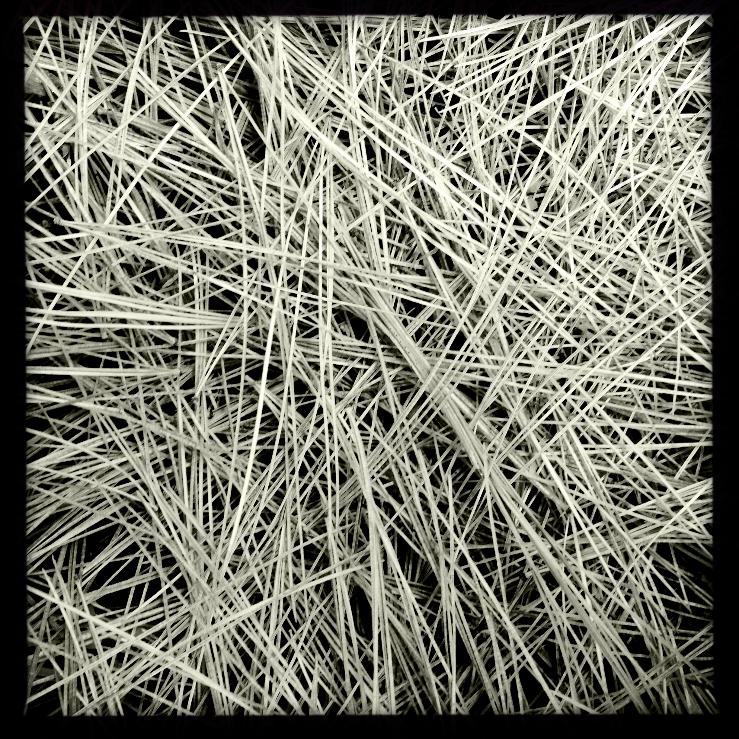 Wind begins / unneeded needles / fall to ground. Haikumages