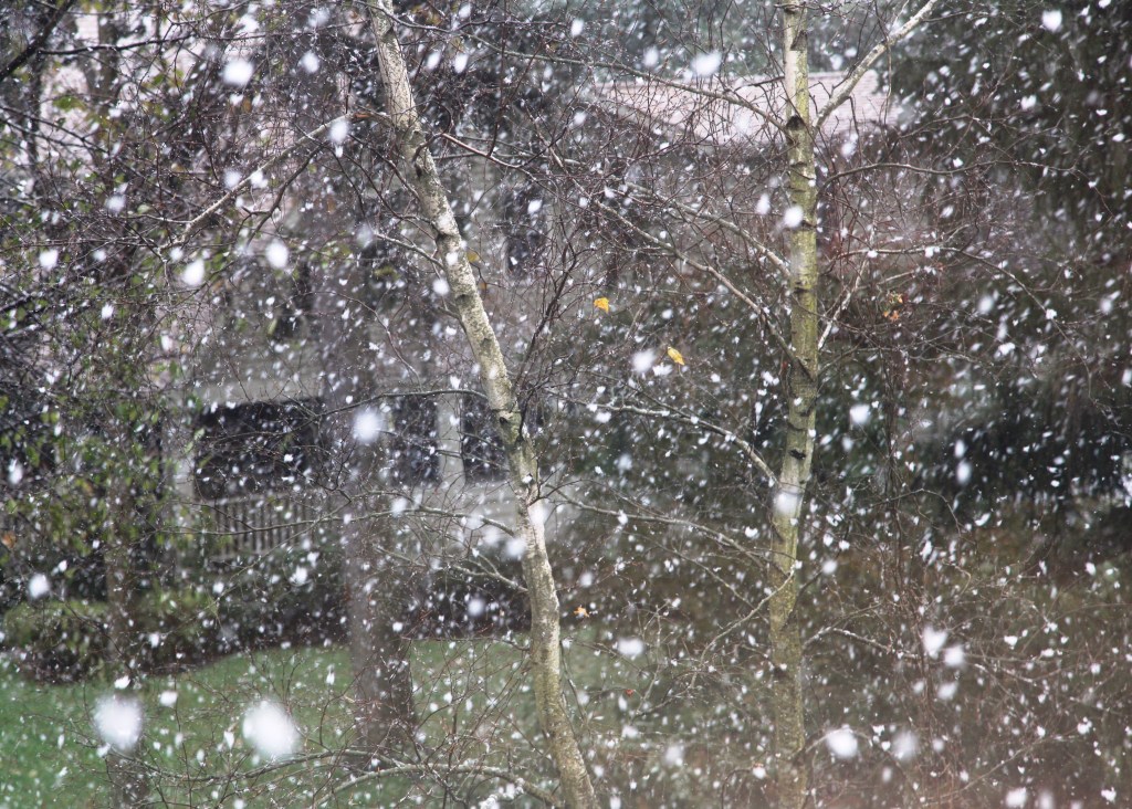 First snowflakes of Fall / falling along with raindrops / felling the last leaves.