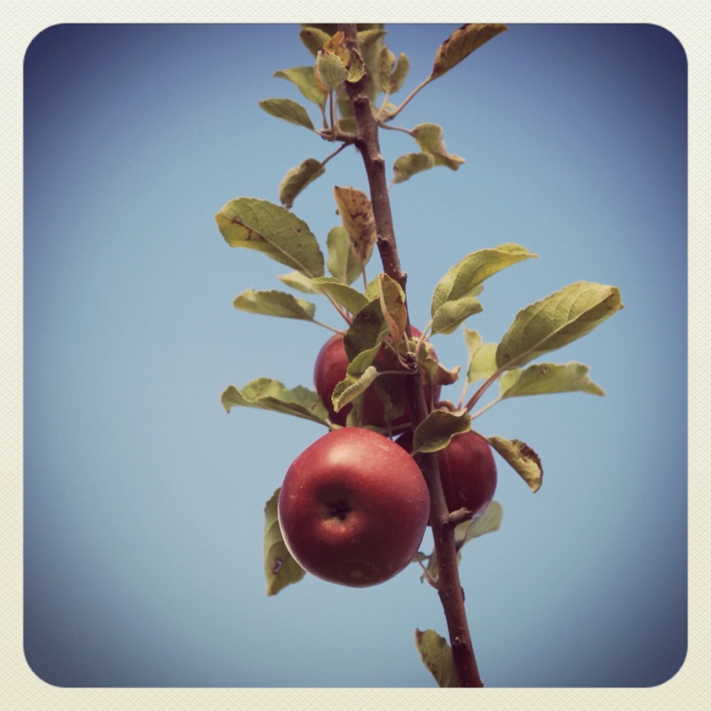 Season's end / branch clinging to its / last apples.