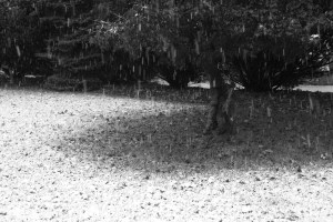 White sky sheds / in countless fragments / down to earth. Haikumages