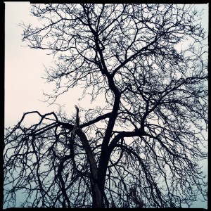 Branches, twigs / think of leaves who left / them barren. Haikumages