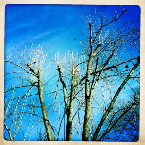 Barren branches bask / in the winter morning light / but do not find warmth. Haikumages