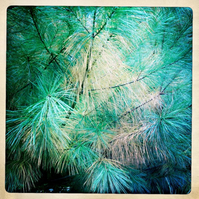 Pines pining / for Spring shed needles / unneeded. Haikumages