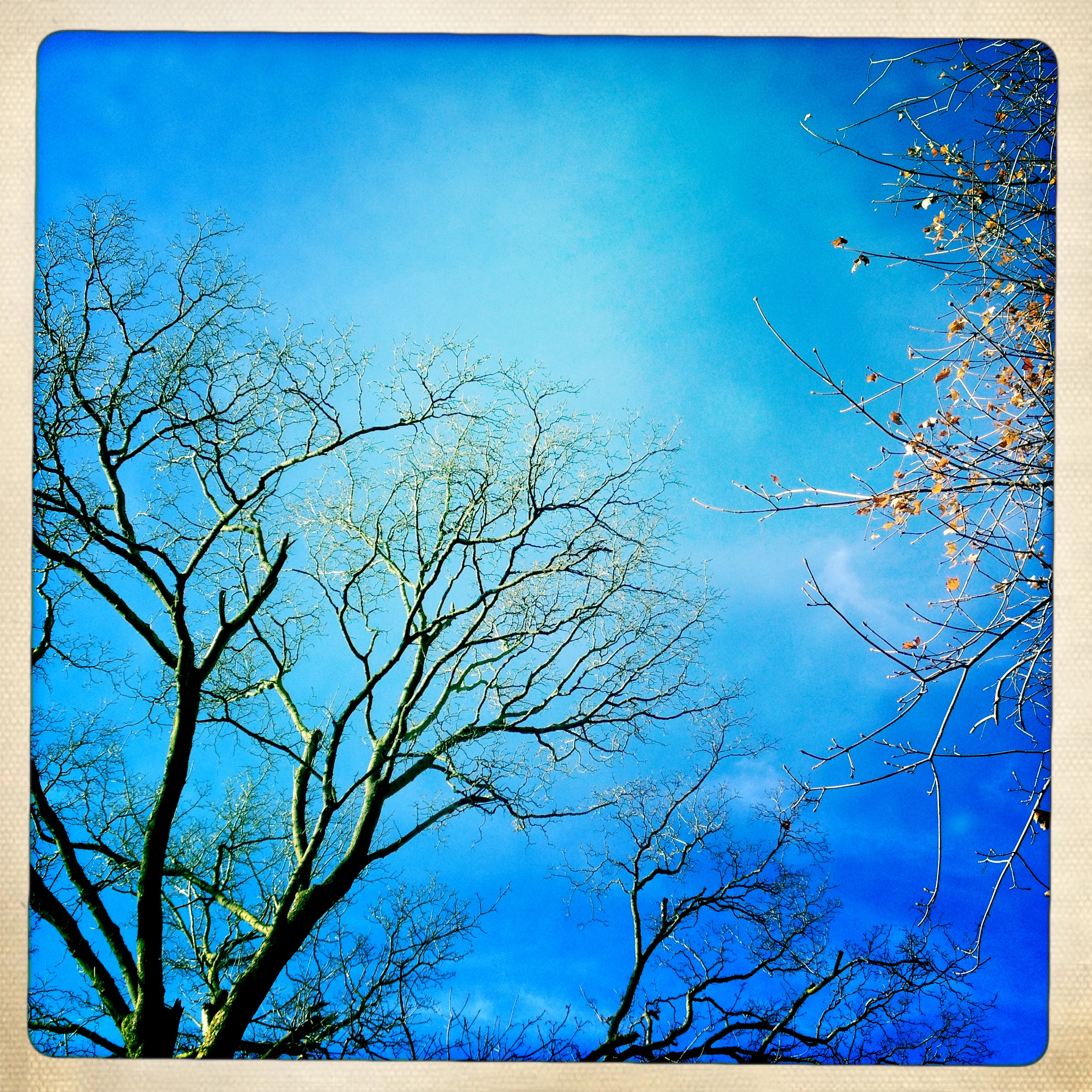 Secret place / treetops, unseen by / downcast eyes. Haikumages