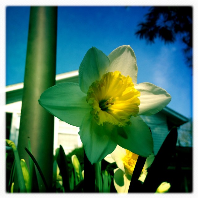 Spring sprang, sprung  / crocuses croaked, trampled by / dashing daffodils!