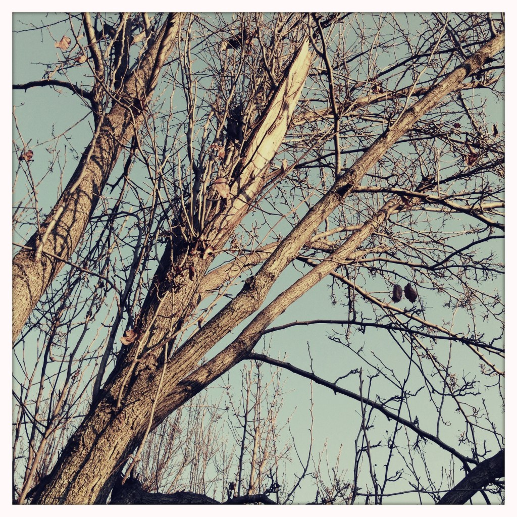 Leaves' leaving / revealing the scars / left by storms. Haikumages