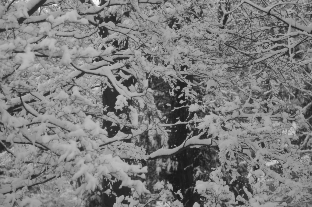 New snow falling on / old snow, adding fresh insult / to my injuries. Haikumages