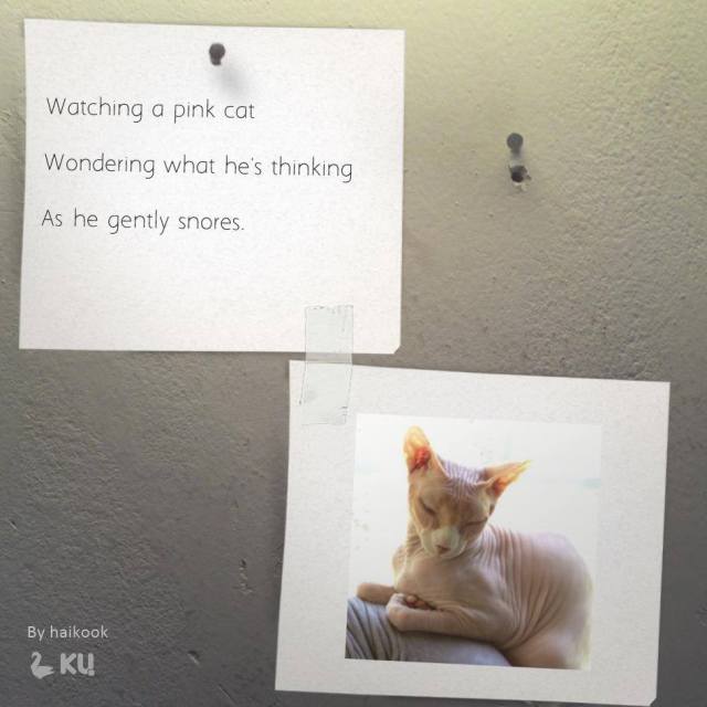 Watching a pink cat / wondering what he's thinking / as he gently snores. | Haikumages