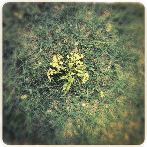 Tree's spring flower flung / by an unseasonable / and frivolous wind. Haikumages