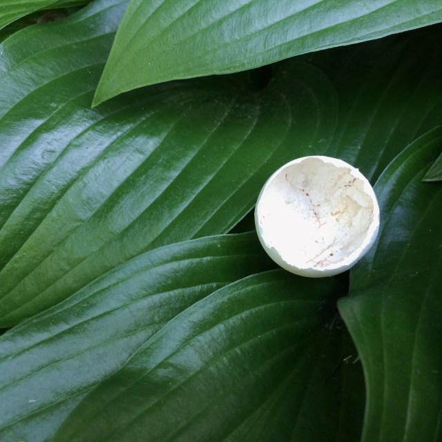 A half shell / of its former self / since life left. / haikumages