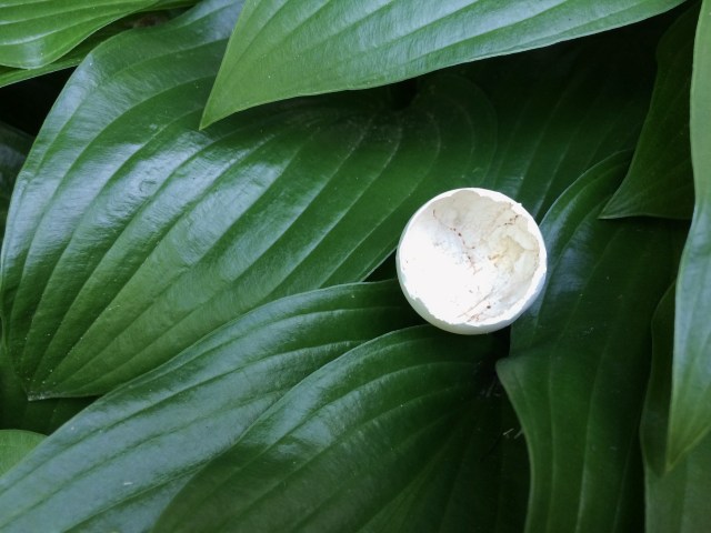 A half shell / of its former self / since life left. / haikumages