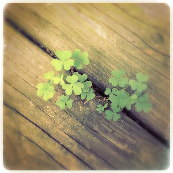 The clover growing / wildly unconcerned if leaves / number three or four. | haikumages