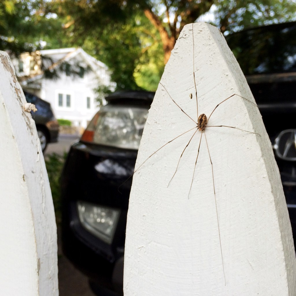 A daddy longlegs / displays his spindly namesakes / on a picket fence. | haikumages
