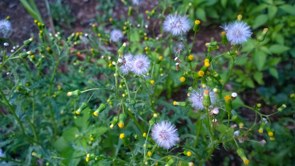 Pulling weeds left too / long, they release their seeds and / taunt me as they die. | haikumages