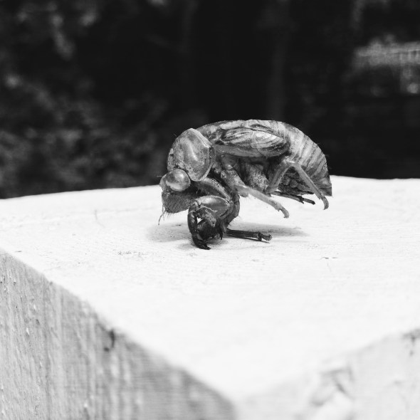 Hot and humid day / at summer's end cicadas / sing their mating song. | haikumages