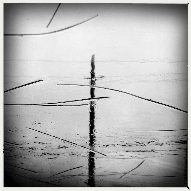 Cold day lamenting / the return of the lion / bitter and biting. // haikumages