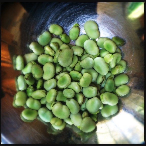 Looking at the bowl / full of fava beans and wish / I had chianti. // haikumages