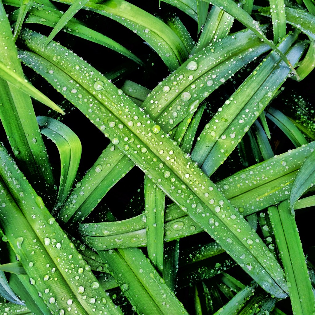 Cool morning / rain washes away / pollen dust. // haikumages