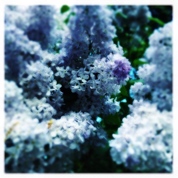 Behold the lilac! / Of its blossoms and perfume / which is more lovely? // haikumages