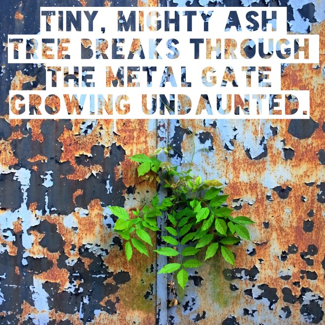 haikumages // Tiny, mighty ash / tree breaks through the metal gate / growing undaunted.