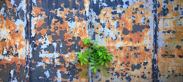 Tiny, mighty ash / tree breaks through the metal gate / growing undaunted. // haikumages