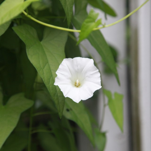 Inglorious weed / morning glory grows towards / a glorious end. // haikumages