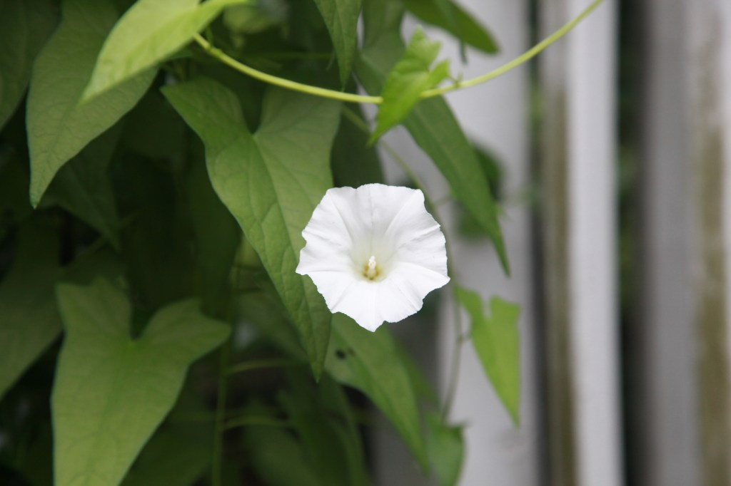 Inglorious weed / morning glory grows towards / a glorious end. // haikumages