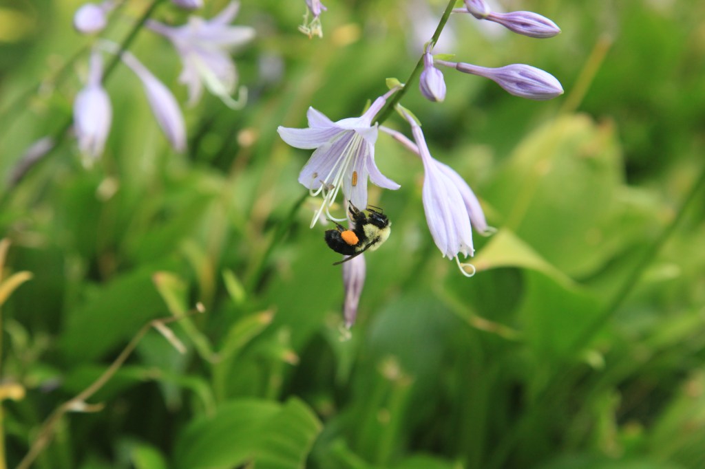 Bumble bee observed / pollinating all flowers / without prejudice. // micropoetry - haiku