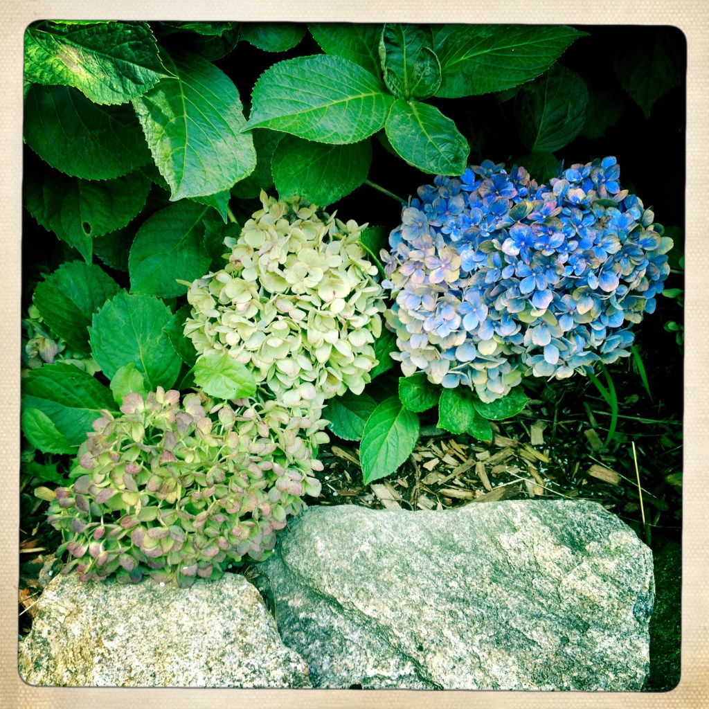 Autumn's faded hues / at season's end replacing / Summer's brilliant blues. // haiku - micropoetry - haikumages