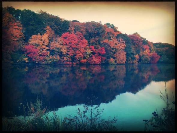 Foliage colors / across the still lake water / lit by the dawn sky. // micropoetry - haiku - haikumages