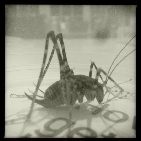 October cricket / rubs his thin legs together / keeping himself warm. // micropoetry - haiku - haikumages