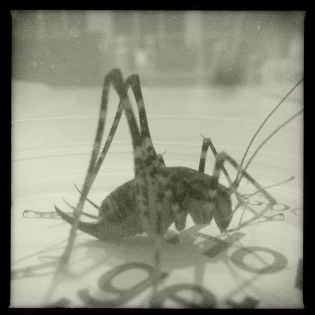 October cricket / rubs his thin legs together / keeping himself warm. // micropoetry - haiku - haikumages