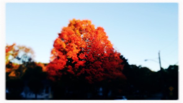 The proud red maples / their faces first to redden / as they take their leave. // haikumages - micropoetry