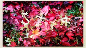 Swan song of the leaves / a final act of beauty / then fall to their death. // haikumages - micropoetry - haiku