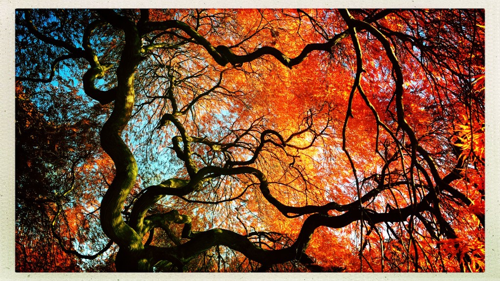 View of morning sky / through twisted limbs of the old / Japanese maple. // micropoetry - haiku - haikumages