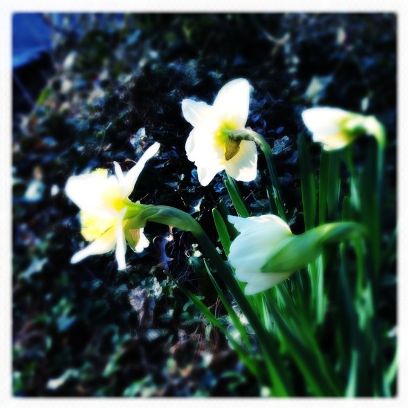 Climate change / brings flowers ahead / of schedule. // haiku - micropoetry - haikumages