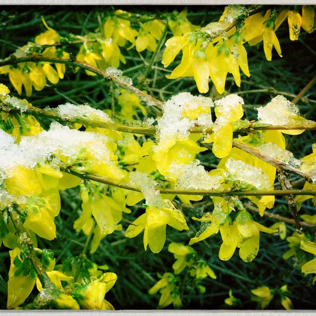Brain bewildered by / blustery blowing bending / branches, buds, blossoms. // micropoetry - haiku - haikumages