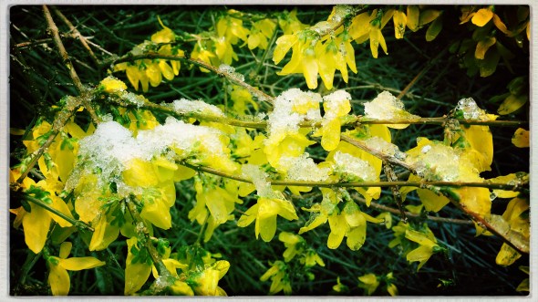 Brain bewildered by / blustery blowing bending / branches, buds, blossoms. // micropoetry - haiku - haikumages