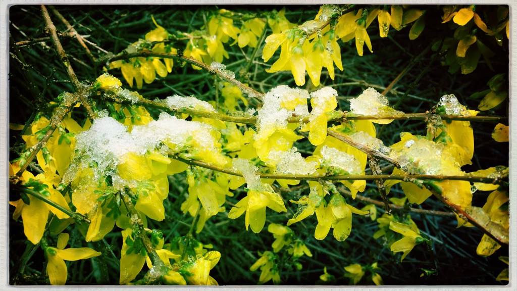 Brain bewildered by / blustery blowing bending / branches, buds, blossoms. // micropoetry - haiku - haikumages