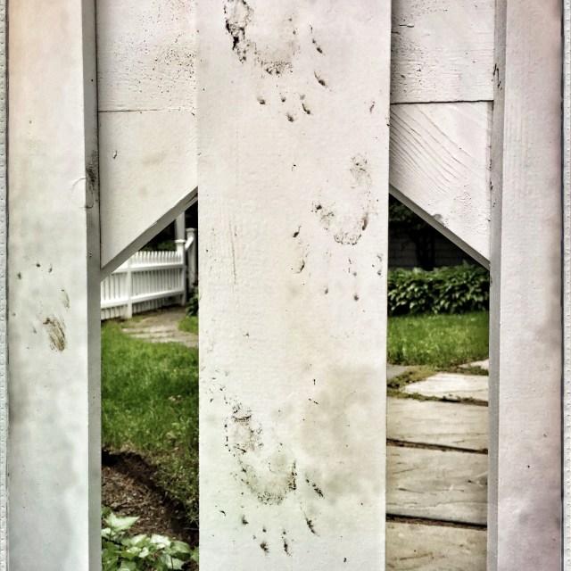 After a wild night / raccoon leaves his muddy mark / climbing over fence. // haiku - micropoetry - haikumages