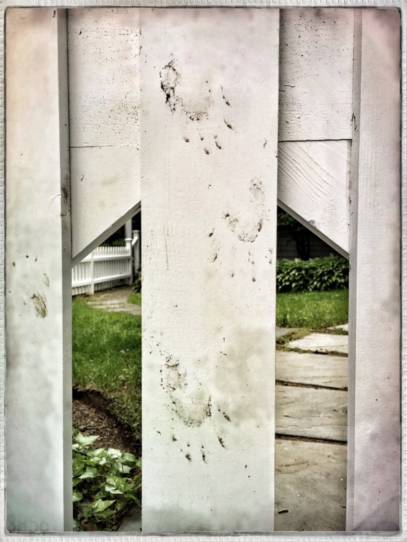 After a wild night / raccoon leaves his muddy mark / climbing over fence. // haiku - micropoetry - haikumages