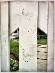 After a wild night / raccoon leaves his muddy mark / climbing over fence. // haiku - micropoetry - haikumages