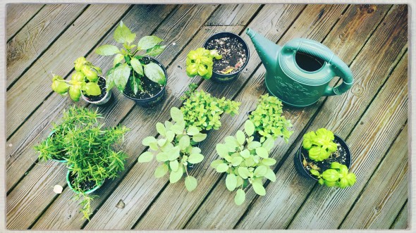 Plants wait for planting / watering can sits idle / in a cold Spring rain. // haiku - micropoetry - haikumages