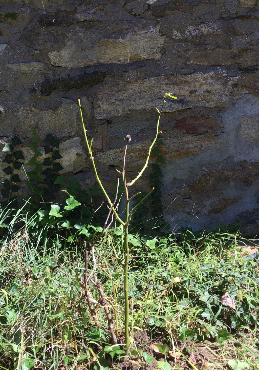 Found by hands that bled / the rosebush that hid behind / tall grass for a while. // micropoetry - haiku - haikumages
