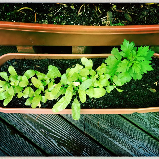 Warm September rain / quenching garden's ebbing thirst / at season's ending. // haiku - micropoetry - haikumages