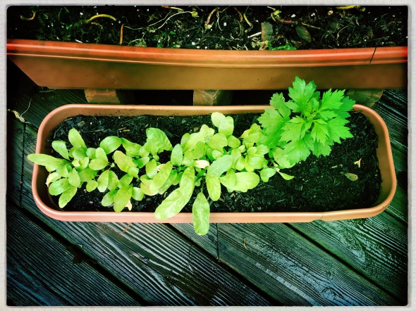 Warm September rain / quenching garden's ebbing thirst / at season's ending. // haiku - micropoetry - haikumages