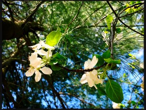 Between evergreens / the apple tree out of view / secretly blossomed. // micropoetry - haiku - haikumages