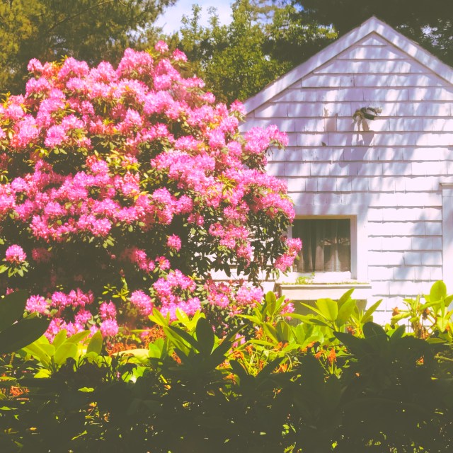 Not to be outdone / the other side of the yard / is now in full bloom. // haiku - micropoetry - haikumages